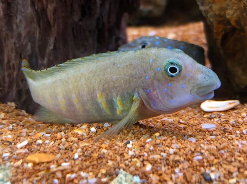 Spathodus cf. erythrodon 'Ikola'